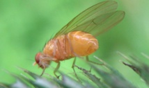 Los insectos tienen emociones (o algo parecido), revela un software 