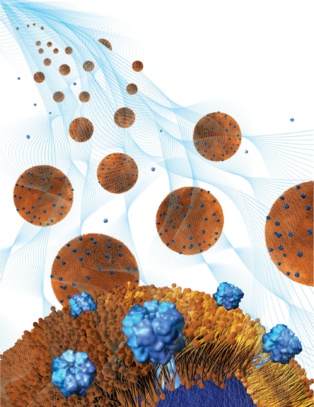 Un hidrogel lleno de nanoesponjas acaba con bacterias resistentes a los antibióticos