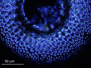 Crean 'ojos de mosca' con cristal líquido