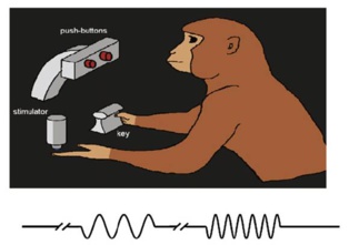 Un modelo computacional que aprende a decidir como un primate