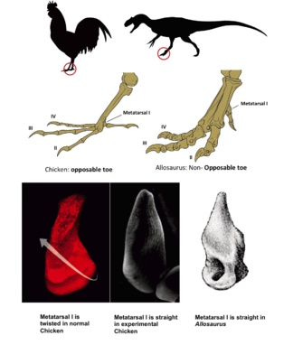Crean aves sin dedo oponible, como los dinosaurios