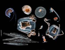 35.000 muestras de todos los océanos para un mapa mundial del plancton