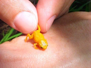 Descubren siete nuevas especies de ranas en miniatura en Brasil