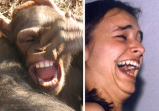 Los chimpancés sonríen igual que los humanos