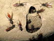 Inteligencia compartida en las sociedades de insectos