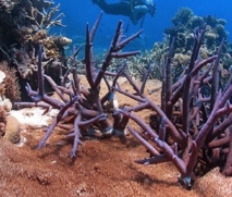 Algunos corales se están adaptando al cambio climático