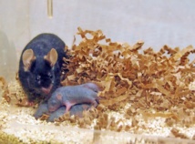 Las feromonas del ratón macho mejoran la gestación incluso antes de que esta empiece