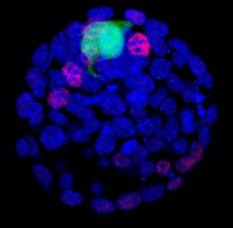 Encuentran nuevos datos sobre las células madres pluripotentes