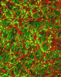Un material fluorescente muestra el crecimiento de las células en tejidos vivos