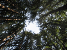Trepar a los árboles aumenta nuestra capacidad cognitiva, demuestra un estudio