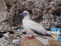 El 80% de las aves marinas tiene plástico en sus estómagos