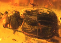 Encuentran por vez primera en Europa un raro escarabajo de 40 millones de años 
