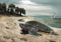 Describen el fósil de tortuga más antiguo encontrado, de 120 millones de años 