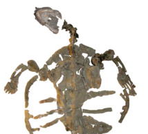 Describen el fósil de tortuga más antiguo encontrado, de 120 millones de años 