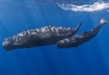 Nueva prueba de transmisión cultural y uso del lenguaje en cetáceos