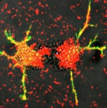 Crean células inmunes inteligentes, que enseñan a las neuronas a curar 