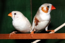 Los pájaros revelan la importancia evolutiva del amor