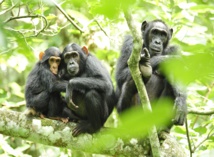 La personalidad de los chimpancés está relacionada con la anatomía de su cerebro