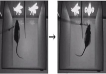 Controlan el comportamiento de ratas aplicando luz a sus cerebros 