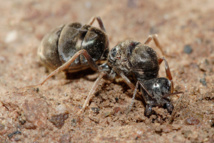 Las hormigas enseñan a los humanos a mejorar las carreteras 