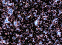 Descubren más de 250 de las primeras galaxias del universo
