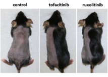 Dos fármacos estimulan el crecimiento del pelo en ratones 