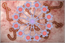 Una molécula gigante, recubierta de azúcares, inhibe la infección celular por ébola