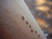 Las colonias de hormigas se defienden como un solo “superorganismo”