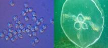 Descubren que unos parásitos microscópicos en realidad son 'micro-medusas'