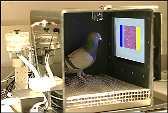 Las palomas diferencian tumores benignos y malignos en imágenes biomédicas