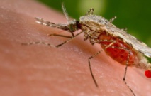 Mosquitos de laboratorio para erradicar la malaria