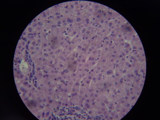 Logran multiplicar células del hígado humanas 