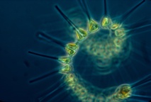 El calentamiento global podría detener la producción de oxígeno del fitoplancton