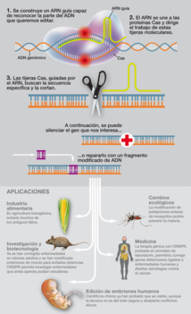 ‘Borran’ con edición genética la distrofia muscular de ratones adultos