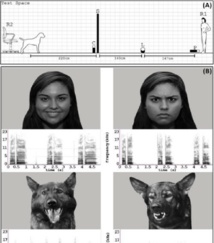 Los perros reconocen las emociones humanas