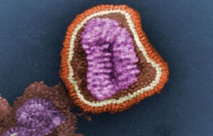 El estrógeno protege a las mujeres del virus de la gripe