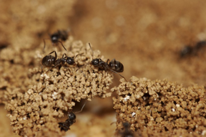 Una feromona dirige la construcción colectiva de los nidos de hormigas