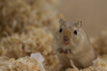 Aumentan en un 35% la esperanza de vida de ratones, sin efectos secundarios 