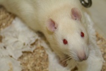 Correr de forma sostenida permite a las ratas adultas crear nuevas neuronas 