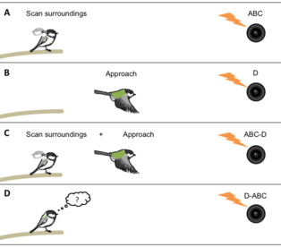 Las aves cantan en estructuras sintácticas