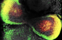 Mejoran la producción de mini-retinas en 3-D a partir de células madre