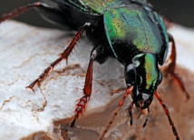 Los robots se infiltran en el mundo de los insectos para aprender de ellos