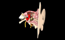 La memoria auditiva provoca “ruidos en la cabeza”, según un estudio