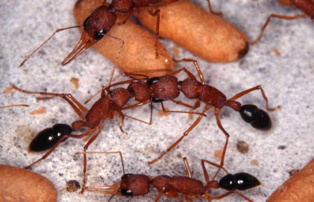 Un modelo computacional define cómo se organizan jerárquicamente las hormigas 