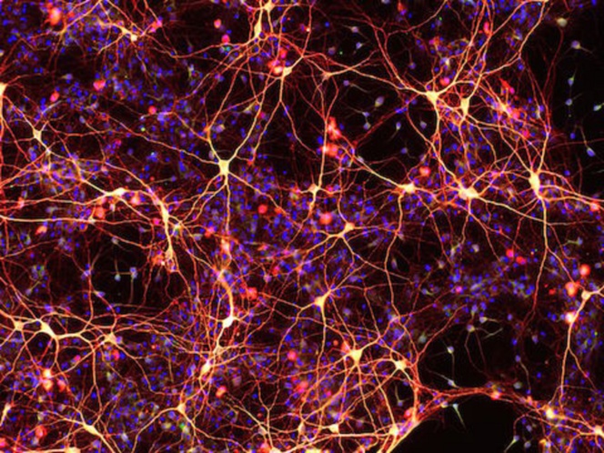 Transforman células de la piel en neuronas y células del corazón