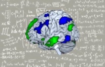 Una red cerebral separada de la del lenguaje se ocupa de las matemáticas