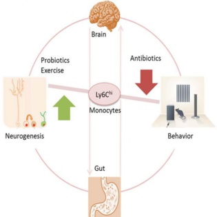 Los antibióticos afectan a la memoria y al crecimiento de nuevas neuronas 