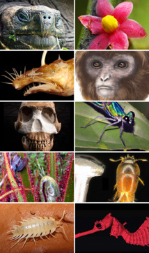 Seleccionan las 10 especies más destacadas de las descubiertas en el último año