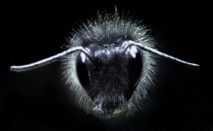 Los pelos de los abejorros perciben señales eléctricas de las flores