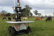Primeros robots granjeros que cuidan animales 